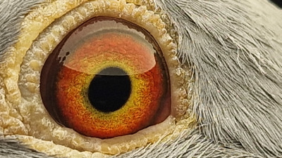 Pigeon eye