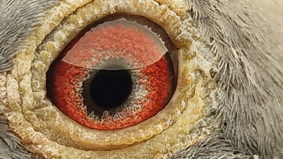 Pigeon eye