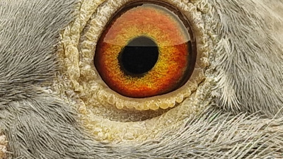 Pigeon eye