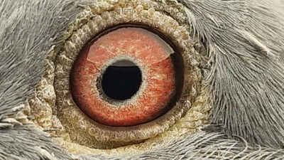 Pigeon eye