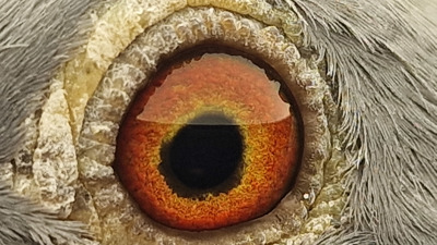 Pigeon eye