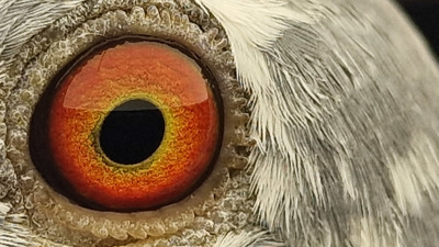 Pigeon eye