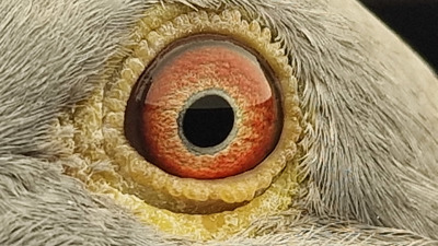 Pigeon eye
