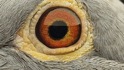Pigeon eye