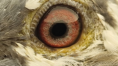 Pigeon eye