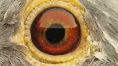 Pigeon eye