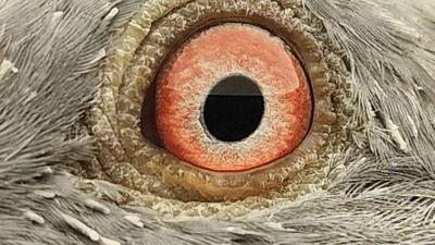 Pigeon eye