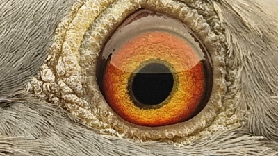 Pigeon eye