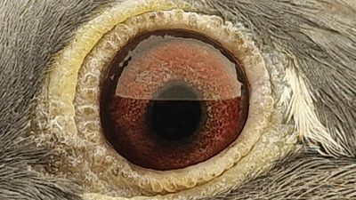 Pigeon eye