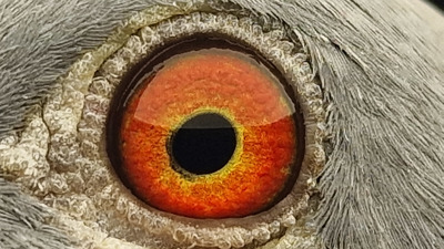Pigeon eye