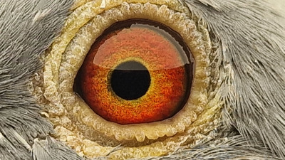 Pigeon eye