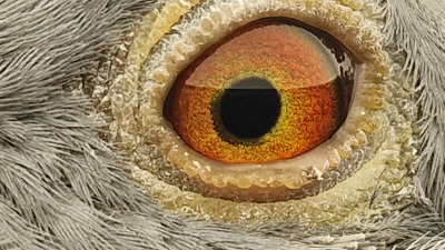 Pigeon eye
