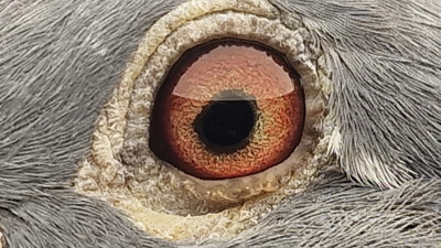 Pigeon eye