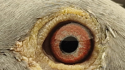 Pigeon eye