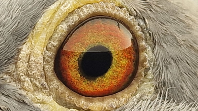 Pigeon eye