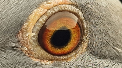 Pigeon eye
