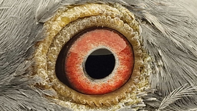 Pigeon eye
