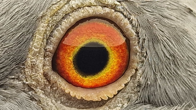 Pigeon eye