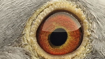 Pigeon eye