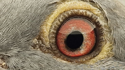 Pigeon eye