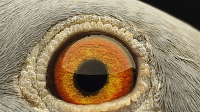 Pigeon eye