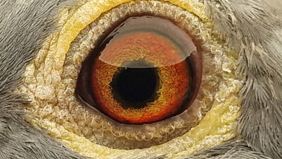 Pigeon eye