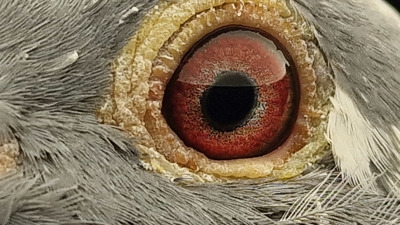 Pigeon eye