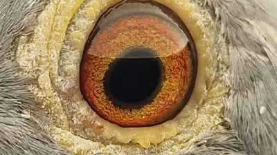 Pigeon eye