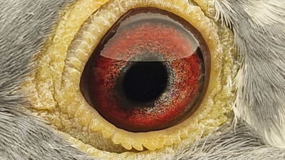 Pigeon eye