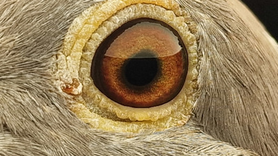 Pigeon eye