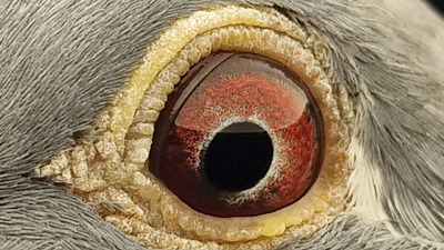 Pigeon eye