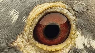 Pigeon eye