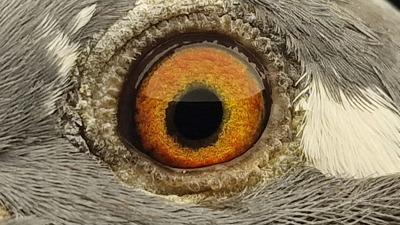 Pigeon eye