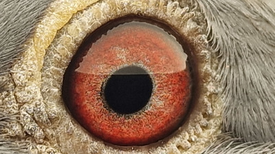 Pigeon eye