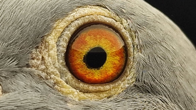Pigeon eye