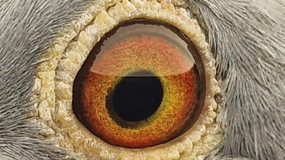 Pigeon eye
