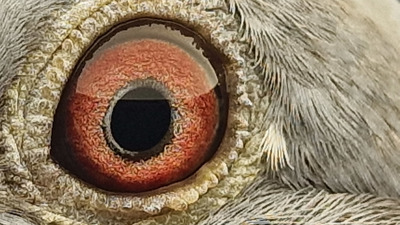Pigeon eye