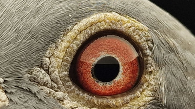 Pigeon eye