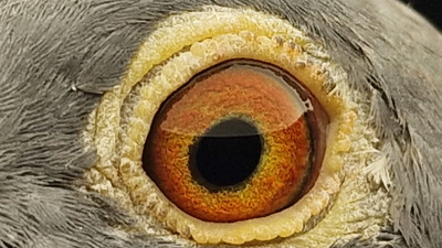 Pigeon eye