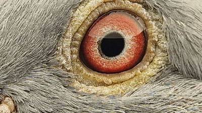 Pigeon eye