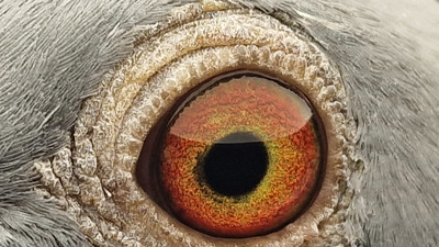 Pigeon eye