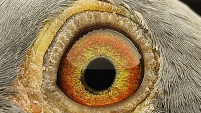 Pigeon eye