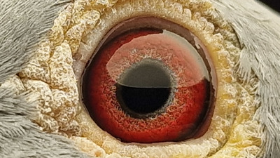 Pigeon eye