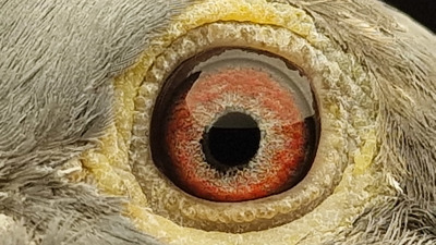 Pigeon eye