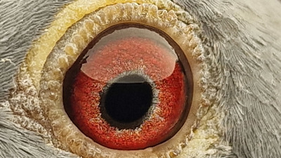 Pigeon eye