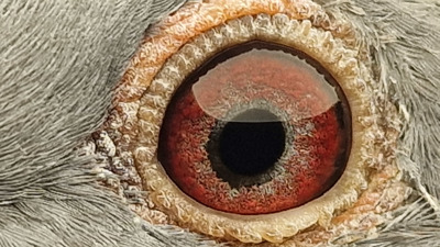 Pigeon eye