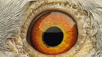 Pigeon eye