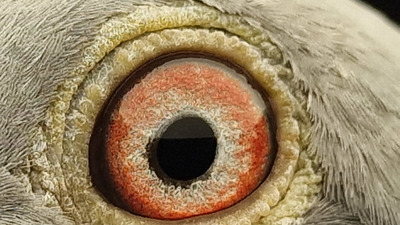 Pigeon eye