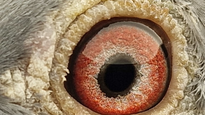 Pigeon eye