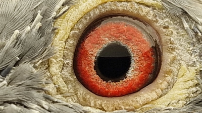 Pigeon eye